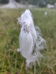 Eriophorum angustifolium