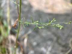 Lechea tenuifolia