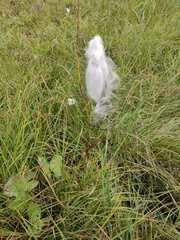 Eriophorum angustifolium