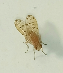 Diptera