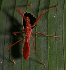 Ricolla pallidinervis