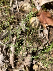 Lechea tenuifolia