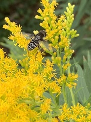 Eristalis dimidiata
