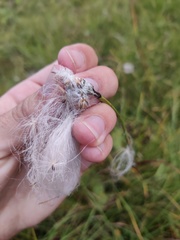 Eriophorum angustifolium