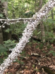 Grylloprociphilus imbricator