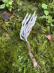 Clavulina castaneipes