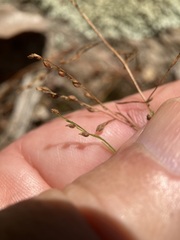 Lechea tenuifolia