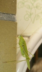 Phaneroptera falcata