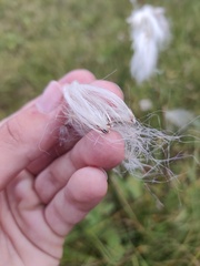Eriophorum angustifolium