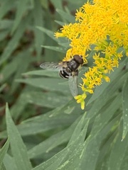 Eristalis dimidiata