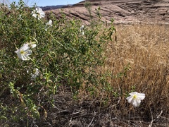 Oenothera pallida