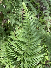 Myriopteris alabamensis