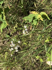 Symphyotrichum urophyllum