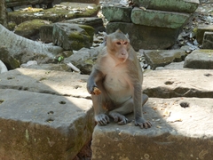 Macaca fascicularis