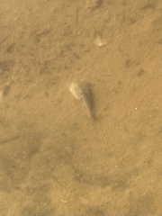 Triops