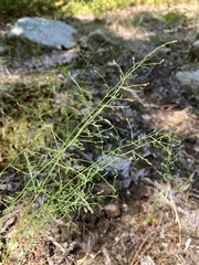 Lechea tenuifolia