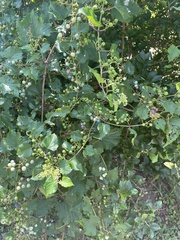 Ampelopsis glandulosa