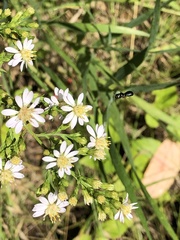 Symphyotrichum urophyllum