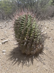 Ferocactus recurvus