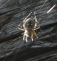 Larinioides cornutus