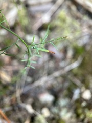 Lechea tenuifolia
