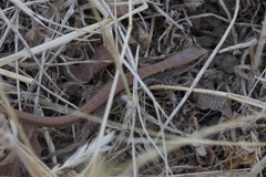 Elgaria multicarinata