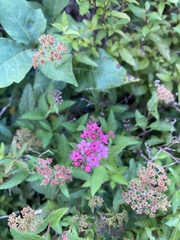 Spiraea japonica