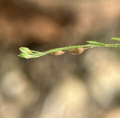 Lechea tenuifolia