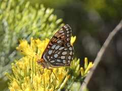 Speyeria edwardsii
