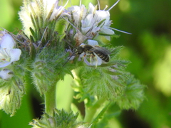 Halictus confusus