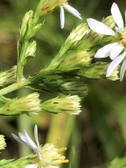 Symphyotrichum urophyllum