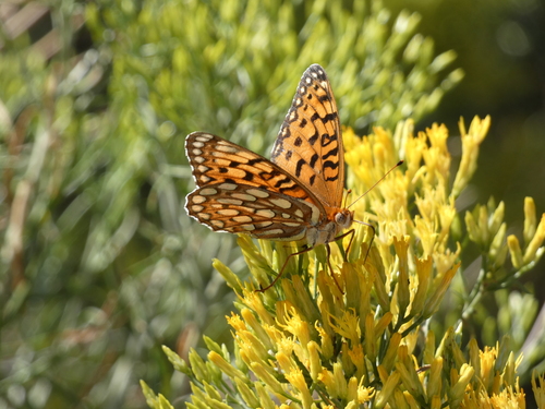 Edwards's Fritillary photo 2