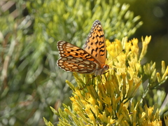 Speyeria edwardsii