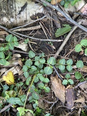 Mitchella repens