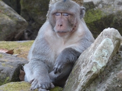 Macaca fascicularis