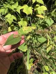 Symphyotrichum urophyllum