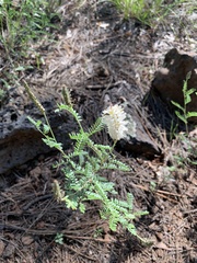 Dalea albiflora