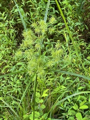 Cyperus strigosus
