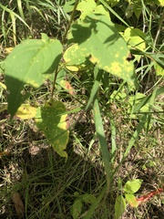 Symphyotrichum urophyllum