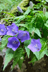 Campanula carpatica