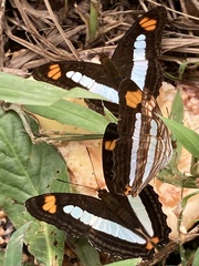Adelpha iphicleola