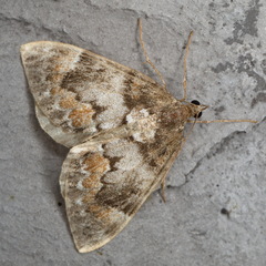 Dysstroma latefasciata