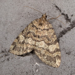 Hydriomena furcata