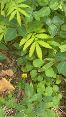 Agrimonia parviflora