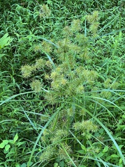 Cyperus strigosus