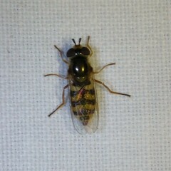 Eupeodes corollae
