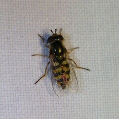 Eupeodes corollae