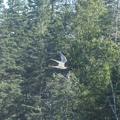 Sterna hirundo