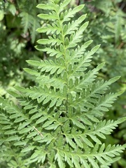 Myriopteris alabamensis