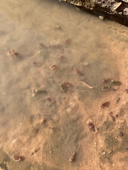 Leptestheria compleximanus